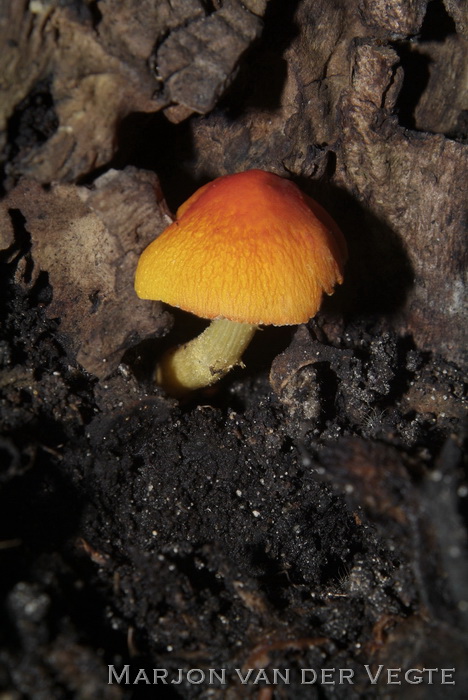 Oranjerode hertenzwam - Pluteus aurantiorugosus
